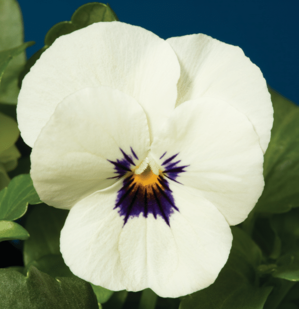 Viola cornuta F1 Penny White Blotch