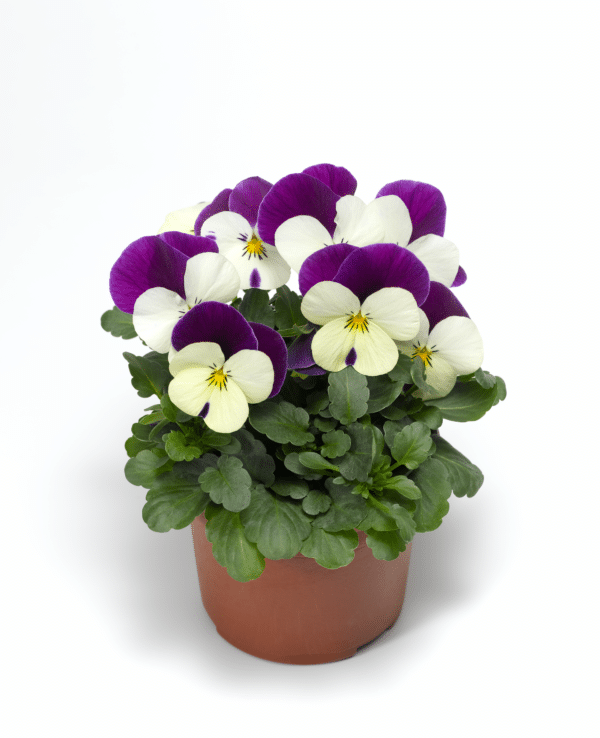 Viola cornuta F1 Penny White Jump Up - Image 2