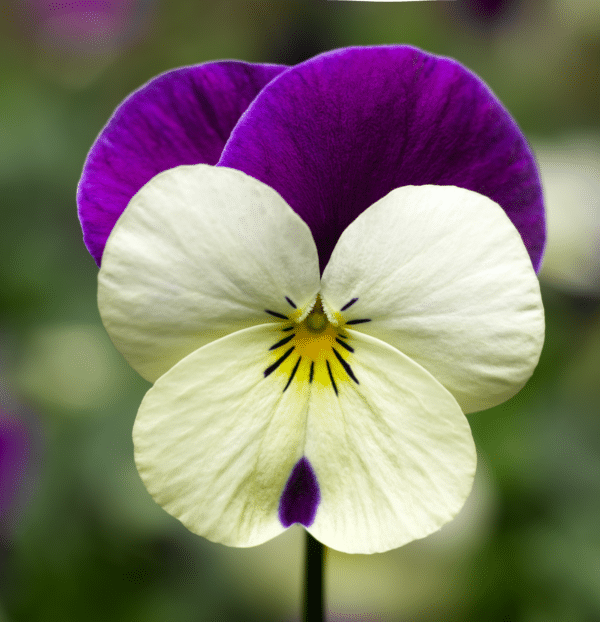 Viola cornuta F1 Penny White Jump Up