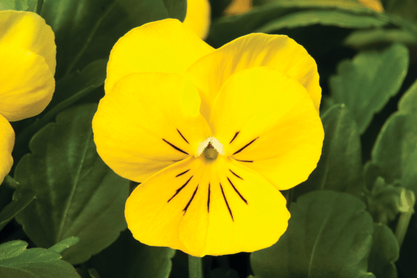 Viola cornuta F1 Penny Yellow