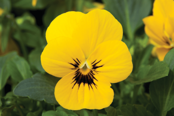 Viola cornuta F1 Penny Yellow with Blotch