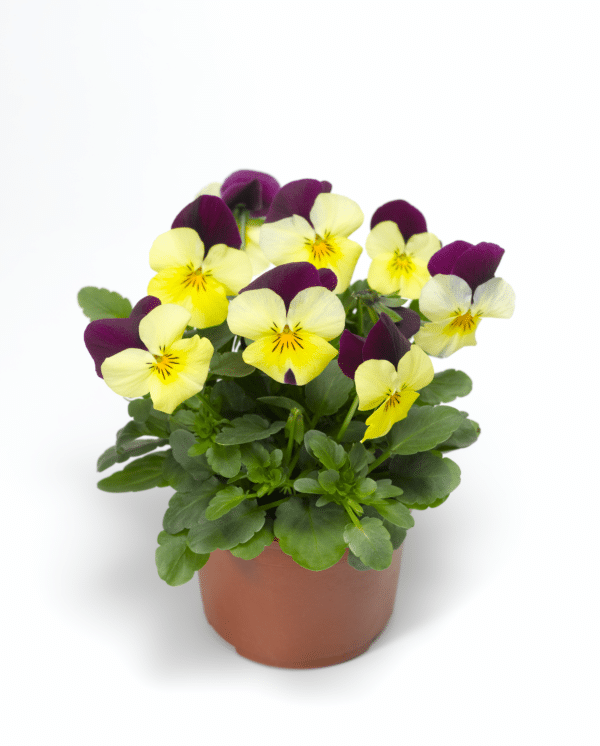 Viola cornuta F1 Penny Yellow Jump Up - Image 2