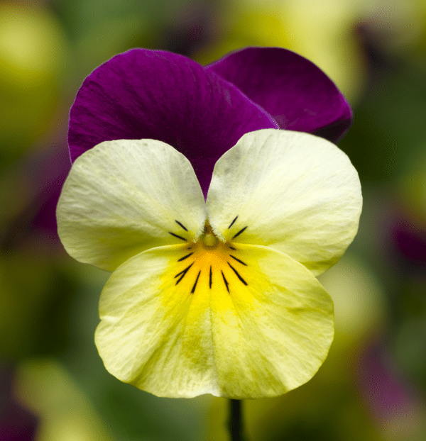 Viola cornuta F1 Penny Yellow Jump Up