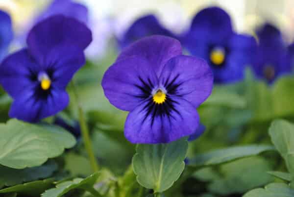 Viola cornuta F1 Sorbet® XP Blue Blotch - Image 2