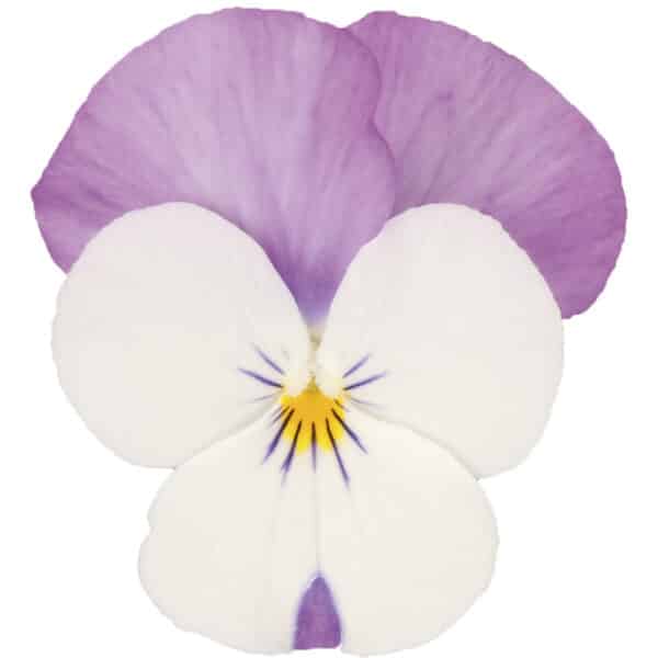 Viola cornuta F1 Sorbet® XP Pink Wing