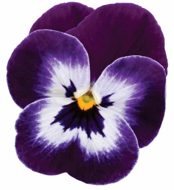 Viola cornuta F1 Sorbet® XP Purple Face