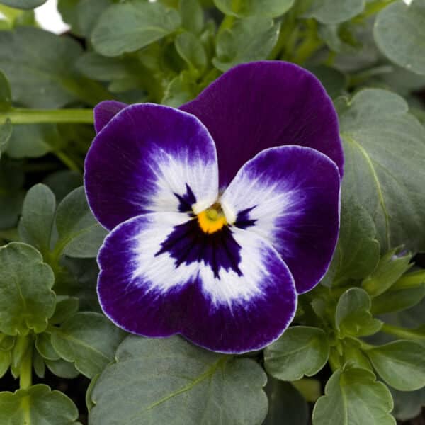 Viola cornuta F1 Sorbet® XP Purple Face - Image 2