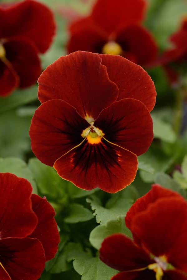 Viola cornuta F1 Sorbet® XP Red Blotch - Image 2