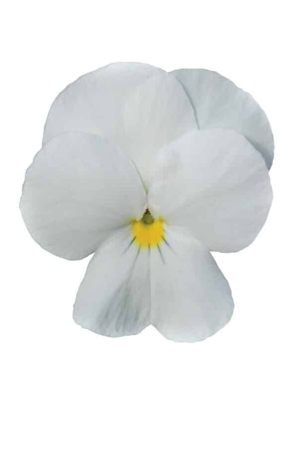 Viola cornuta F1 Sorbet® XP White