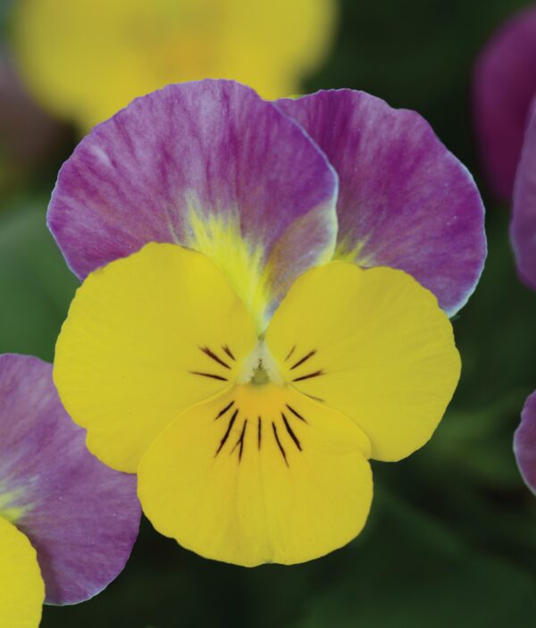 Viola cornuta F1 Sorbet® XP Yellow Pink Jump Up