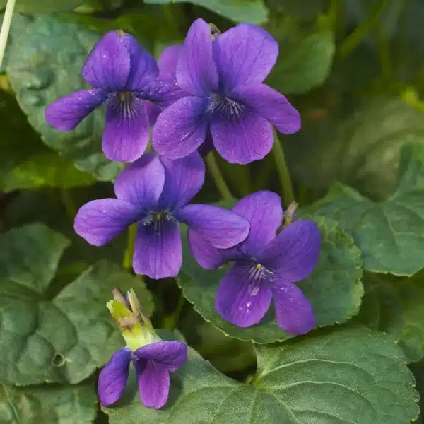 Viola odorata Queen Charlotte - Image 3