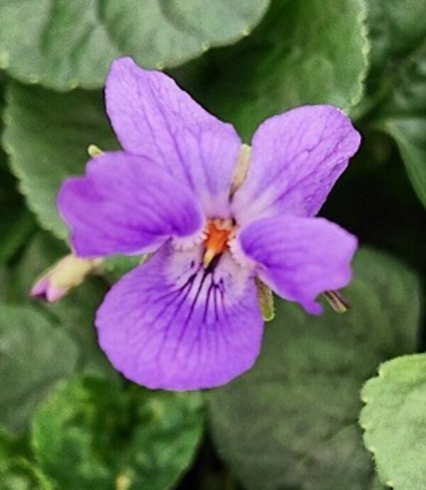 Viola odorata Queen Charlotte - Image 2