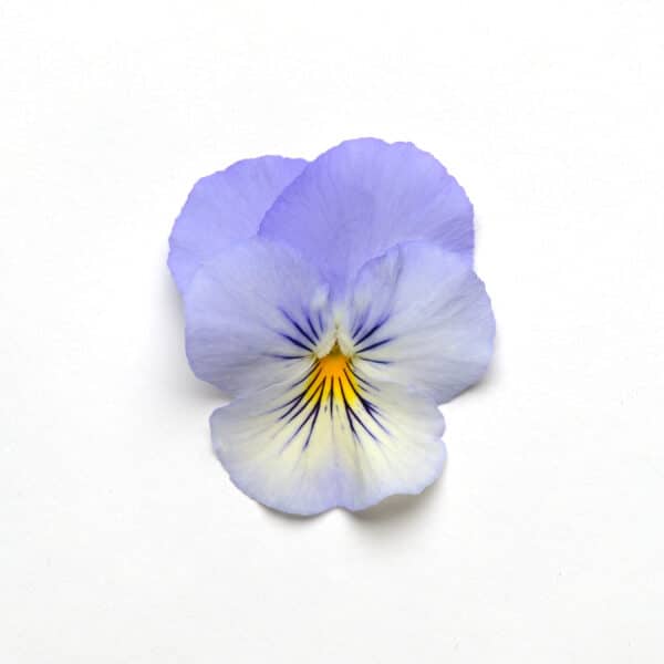 Viola wittrockiana F₁ Cool Wave® Frost - Image 3