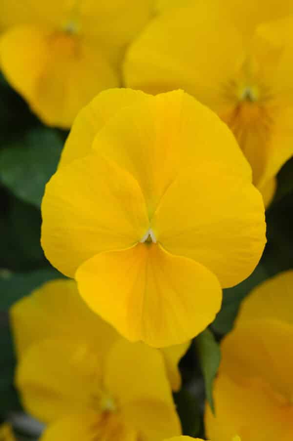 Viola wittrockiana F₁ Cool Wave® Golden Yellow - Image 4