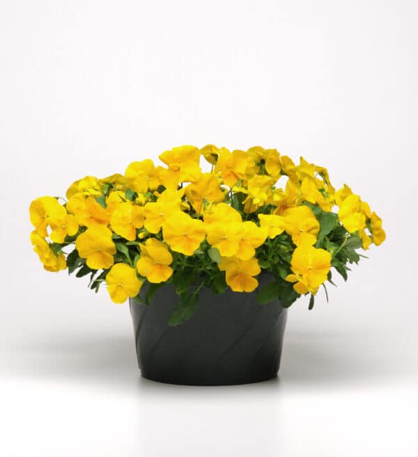 Viola wittrockiana F₁ Cool Wave® Golden Yellow - Image 5