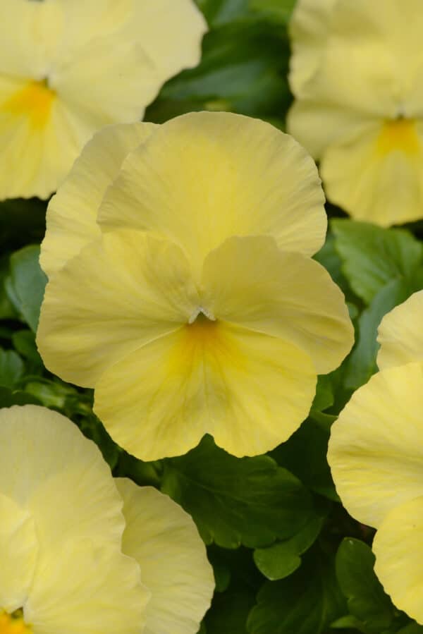 Viola wittrockiana F₁ Cool Wave® Lemon - Image 3