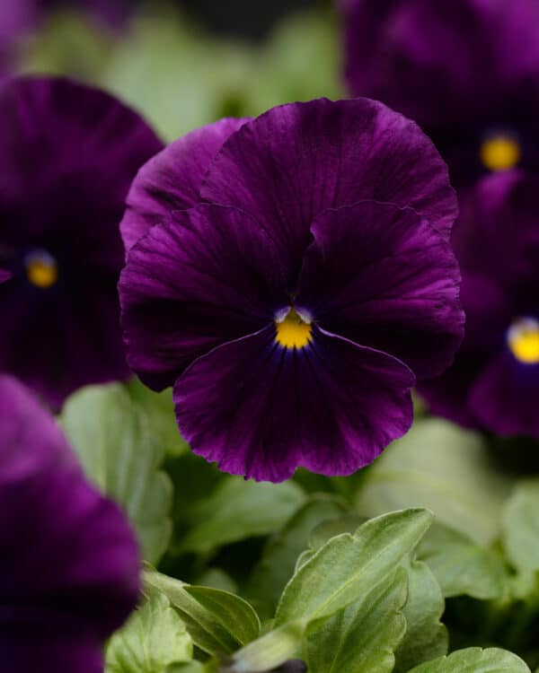 Viola wittrockiana F₁ Cool Wave® Purple - Image 3