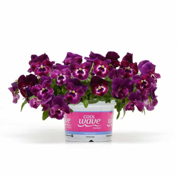 Viola wittrockiana F₁ Cool Wave® Raspberry - Image 3