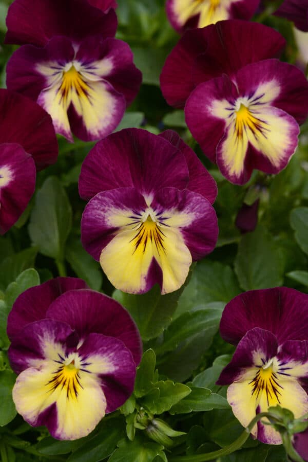 Viola wittrockiana F₁ Cool Wave® Raspberry Swirl - Image 3