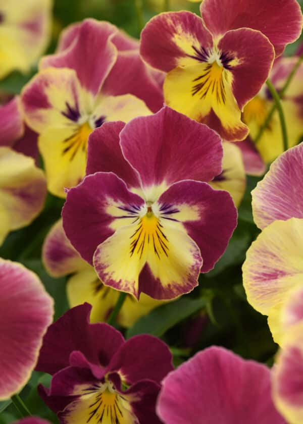 Viola wittrockiana F₁ Cool Wave® Strawberry Swirl - Image 4