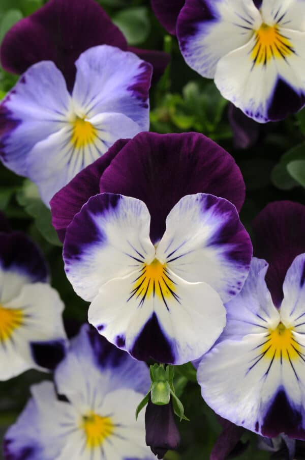 Viola wittrockiana F₁ Cool Wave® Violet Wing - Image 3