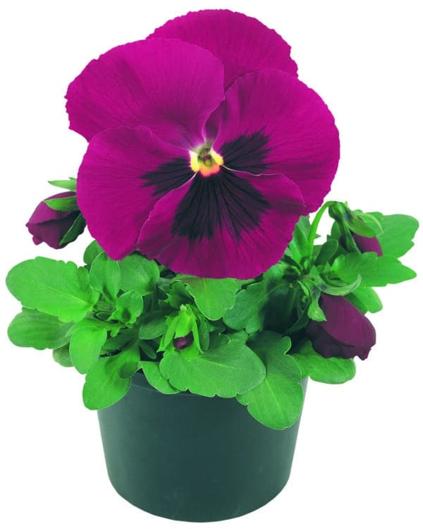 Viola wittrockiana F₁ Inspire® Carmine Blotch