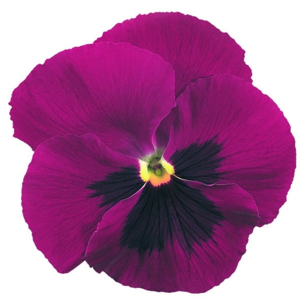 Viola wittrockiana F₁ Inspire® Carmine Blotch - Image 3