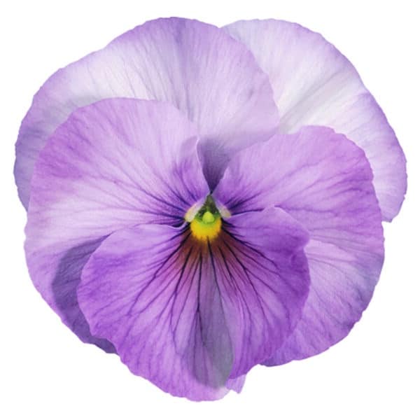 Viola wittrockiana F₁ Inspire® Lilac Shades - Image 2