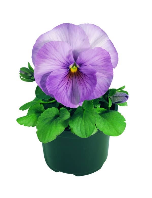 Viola wittrockiana F₁ Inspire® Lilac Shades