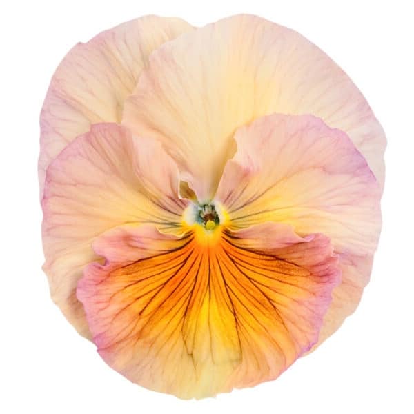 Viola wittrockiana F₁ Inspire® Peach Shades - Image 2