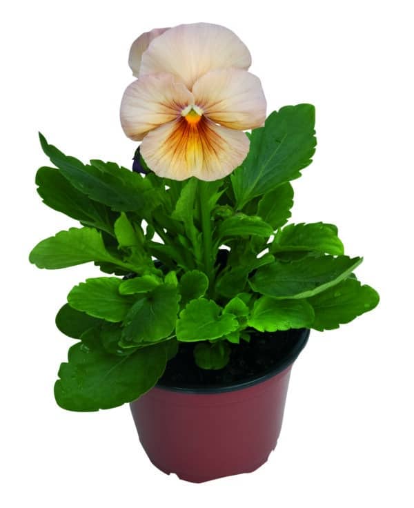 Viola wittrockiana F₁ Inspire® Peach Shades