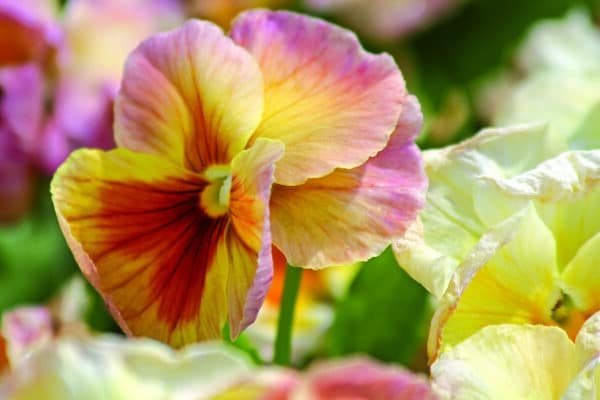 Viola wittrockiana F₁ Inspire® Peach Shades - Image 3