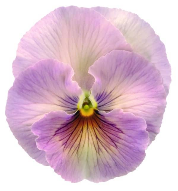 Viola wittrockiana F₁ Inspire® Peach Shades - Image 4