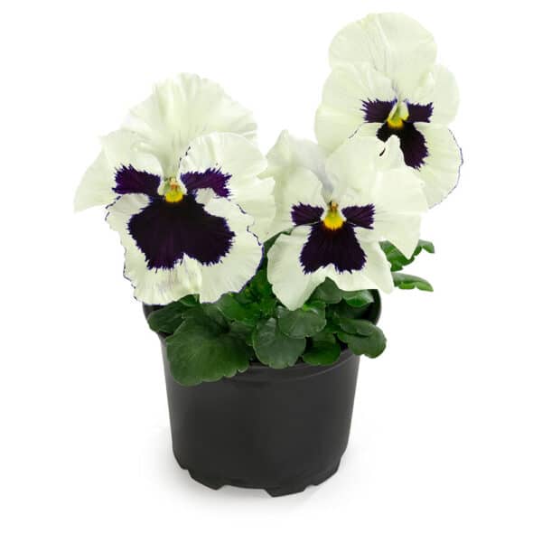 Viola wittrockiana F₁ Inspire® Plus White Blotch