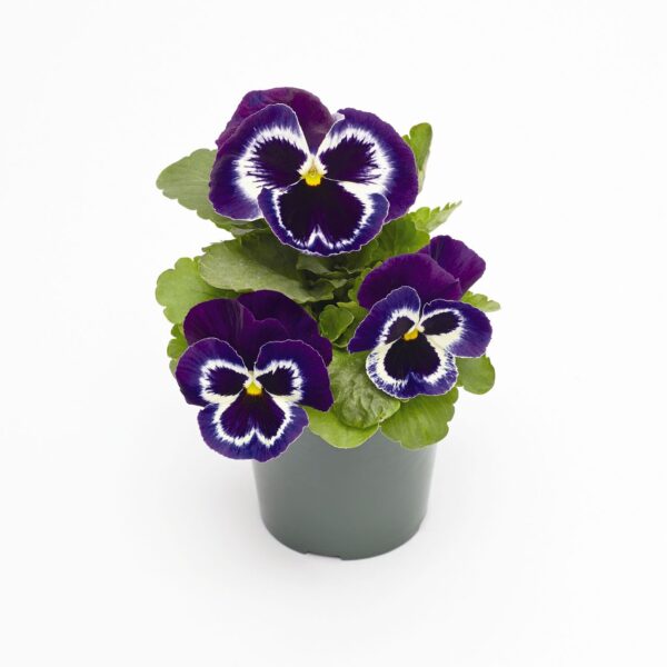 Viola wittrockiana F₁ Inspire® Plus Violet Face