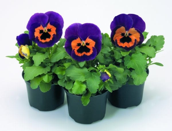 Viola wittrockiana F₁ Inspire® Purple & Orange - Image 2