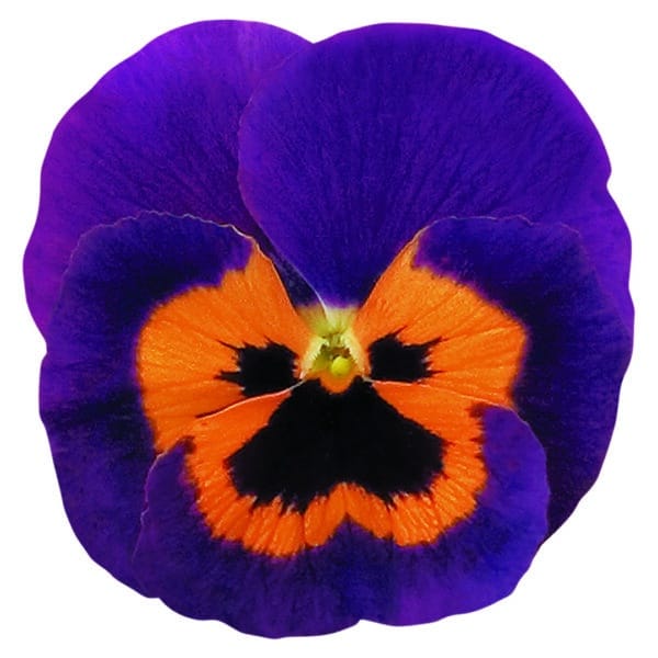 Viola wittrockiana F₁ Inspire® Purple & Orange - Image 3