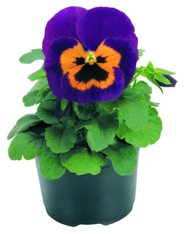 Viola wittrockiana F₁ Inspire® Purple & Orange