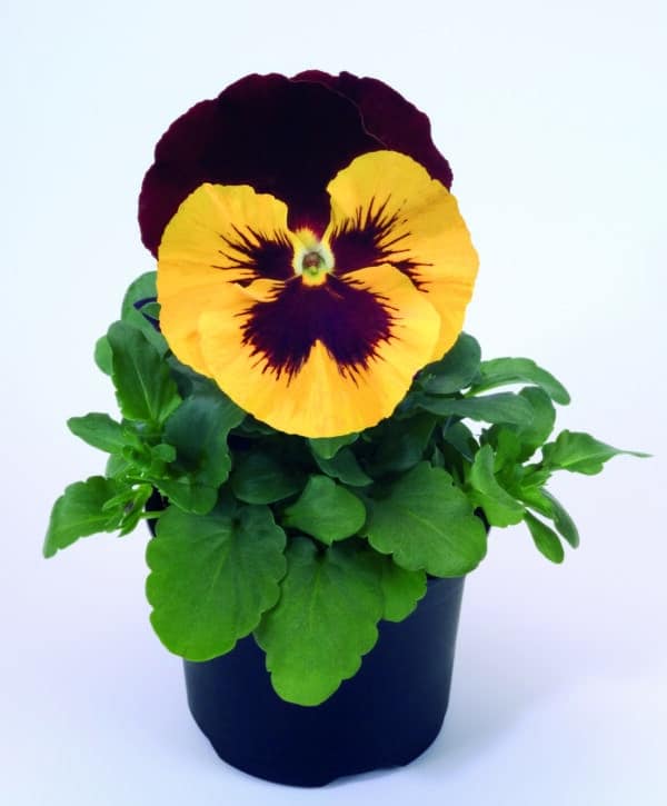 Viola wittrockiana F₁ Inspire® Yellow Red Wing