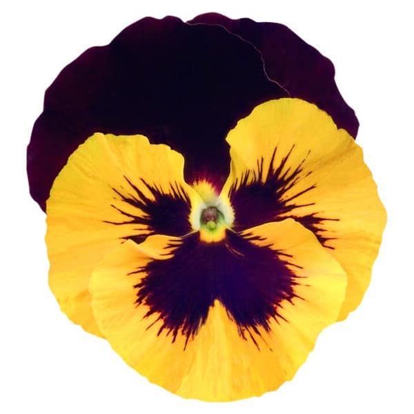 Viola wittrockiana F₁ Inspire® Yellow Red Wing - Image 3