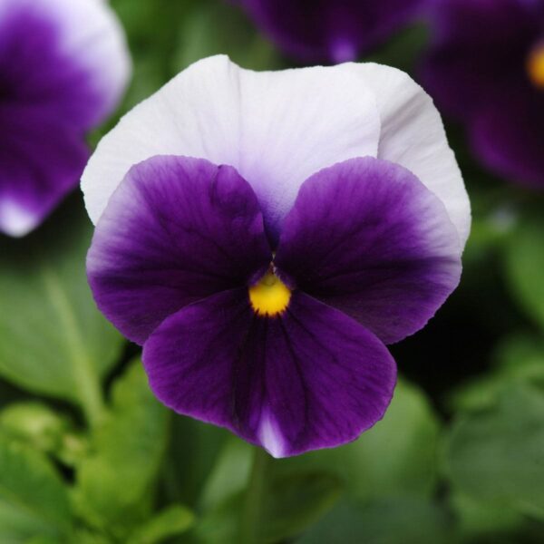 Viola wittrockiana F₁ Panola® XP Beaconsfield - Image 2