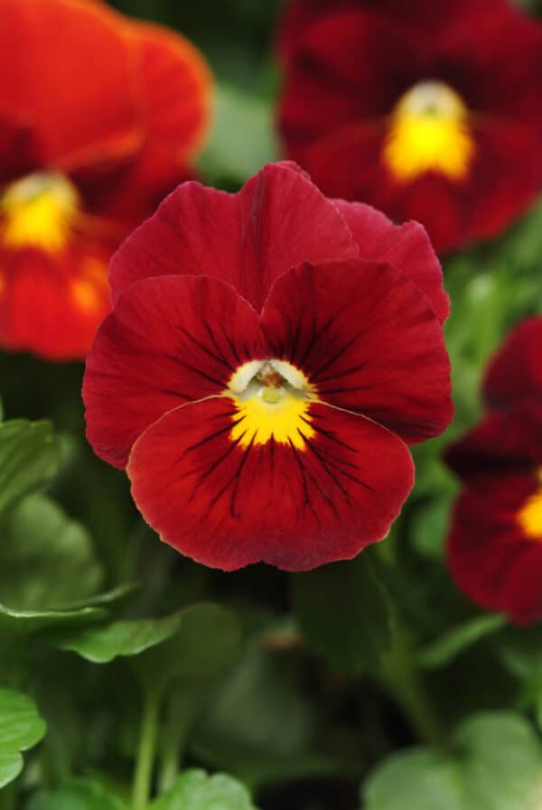 Viola wittrockiana F₁ Panola® XP Scarlet - Image 2