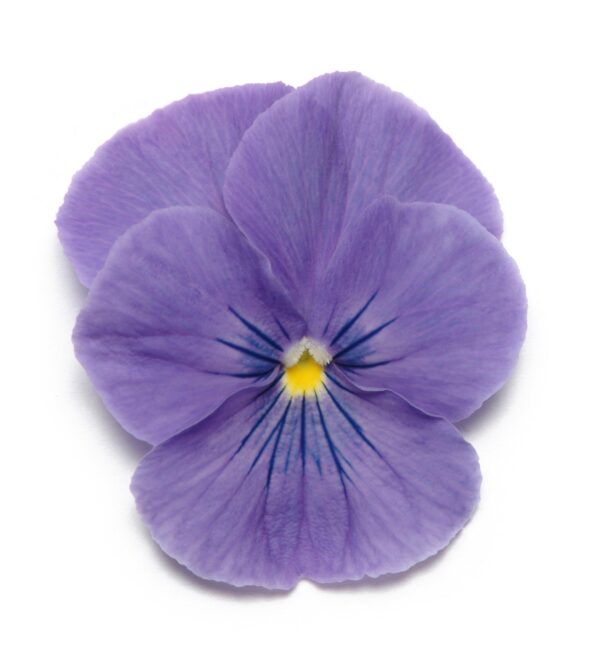 Viola wittrockiana F₁ Panola® XP True Blue