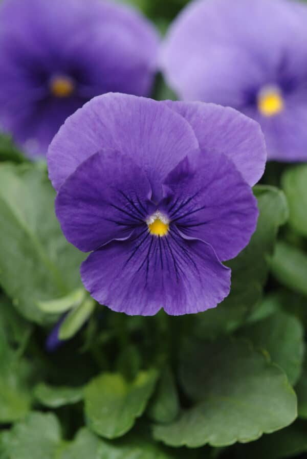 Viola wittrockiana F₁ Panola® XP True Blue - Image 2