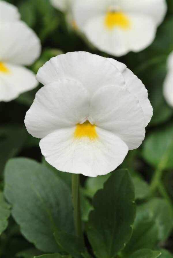 Viola wittrockiana F₁ Panola® XP White - Image 2