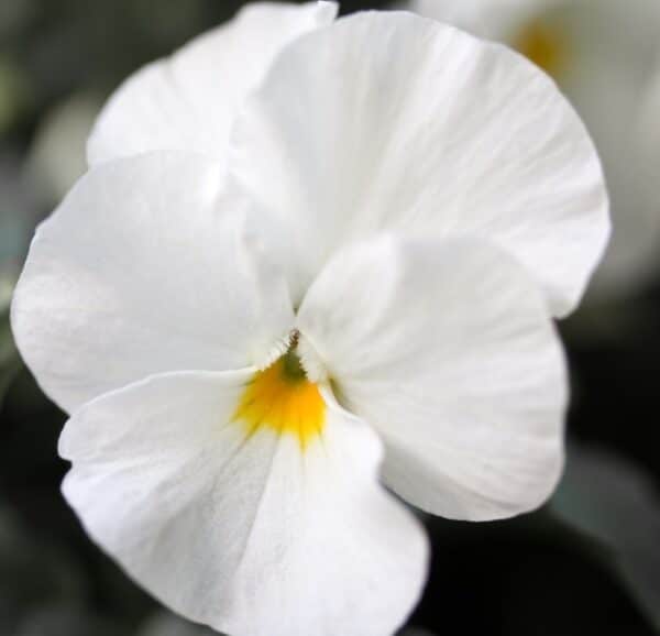 Viola wittrockiana Swiss Giants Mont Blanc