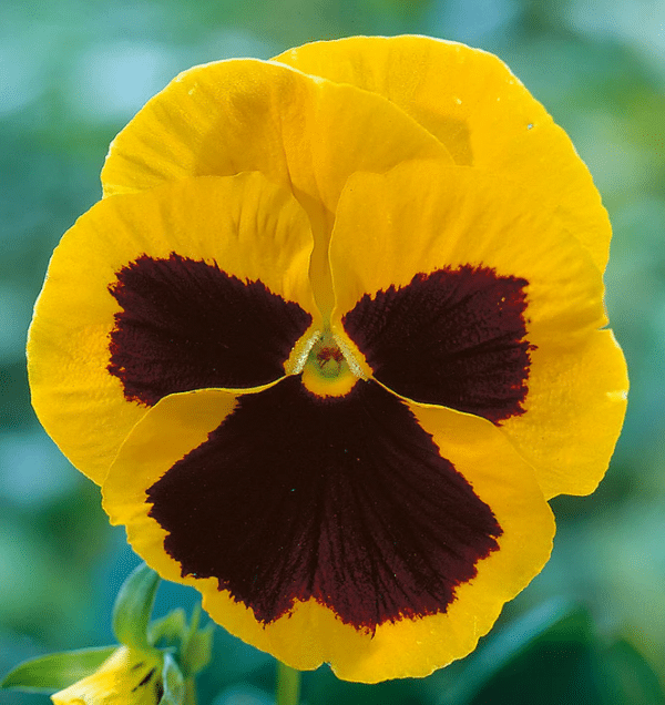 Viola wittrockiana Swiss Giants Rhinegold