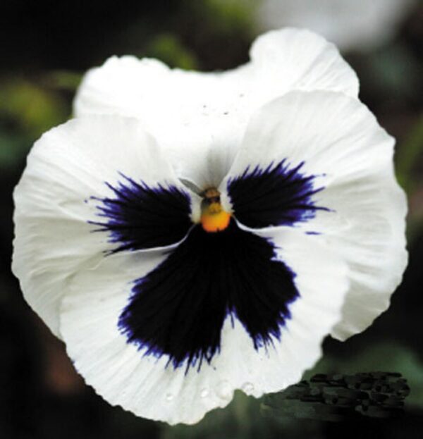 Viola wittrockiana Swiss Giants Silverbride