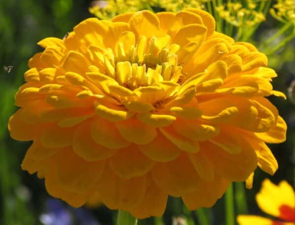 Zinnia elegans dahliaflowered Canary Bird - Image 2