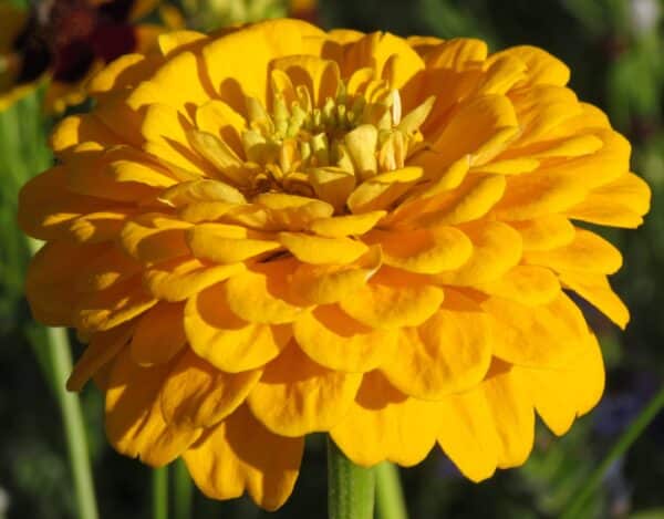 Zinnia elegans dahliaflowered Canary Bird